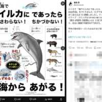 イルカは「体当たりされるだけでやばい、でかい野生生物」