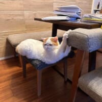 全てを諦めた猫　両前足の爪が引っかかり絶望「助けてニャ～」