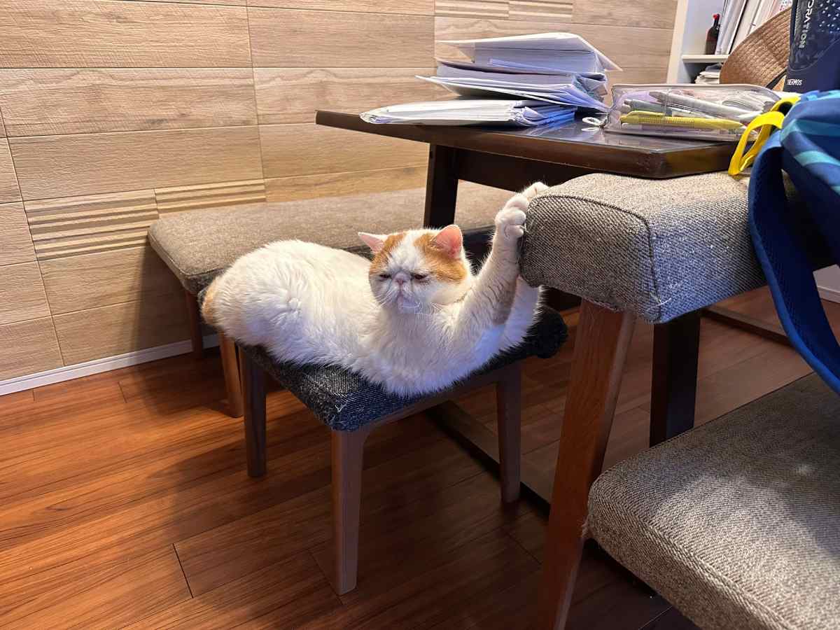 全てを諦めた猫　両前足の爪が引っかかり絶望「助けてニャ～」