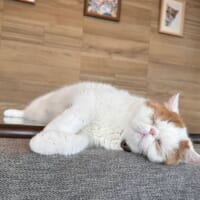 くつろぐひるねくん
