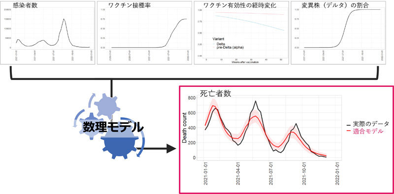 新型コロナウイルス感染症の死亡者数を予測する数理モデル