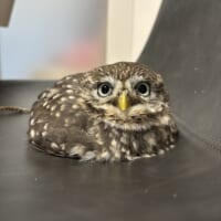 森の狩人……いや、大福?フクロウらしからぬリラックス姿がかわいすぎる
