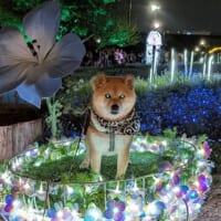 完全に闇に落ちている……夜に怪しく目を光らせる豆柴がダークかわいい