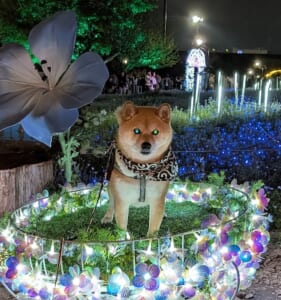 完全に闇に落ちている……夜に怪しく目を光らせる豆柴がダークかわいい