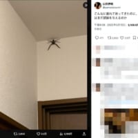 デカすぎる蜘蛛