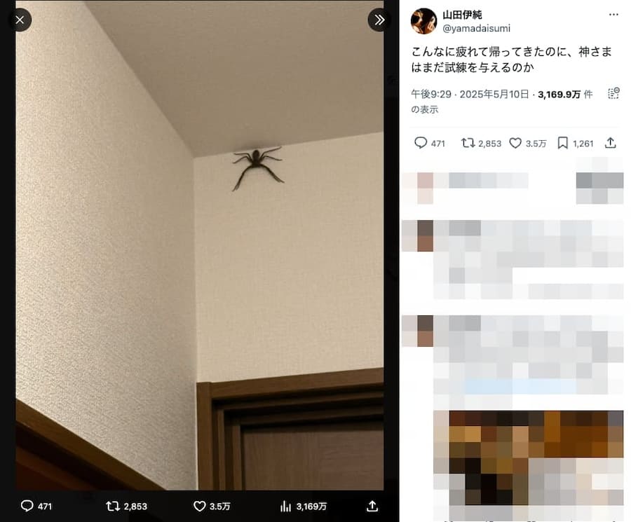 デカすぎる蜘蛛