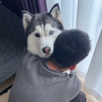 パパさんが大好きなハスカくん