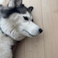 ハスカくんはまさかの無表情