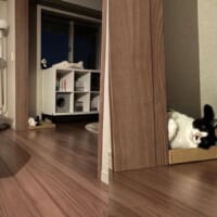 人間観察がブームの猫　クセが強すぎる姿に爆笑