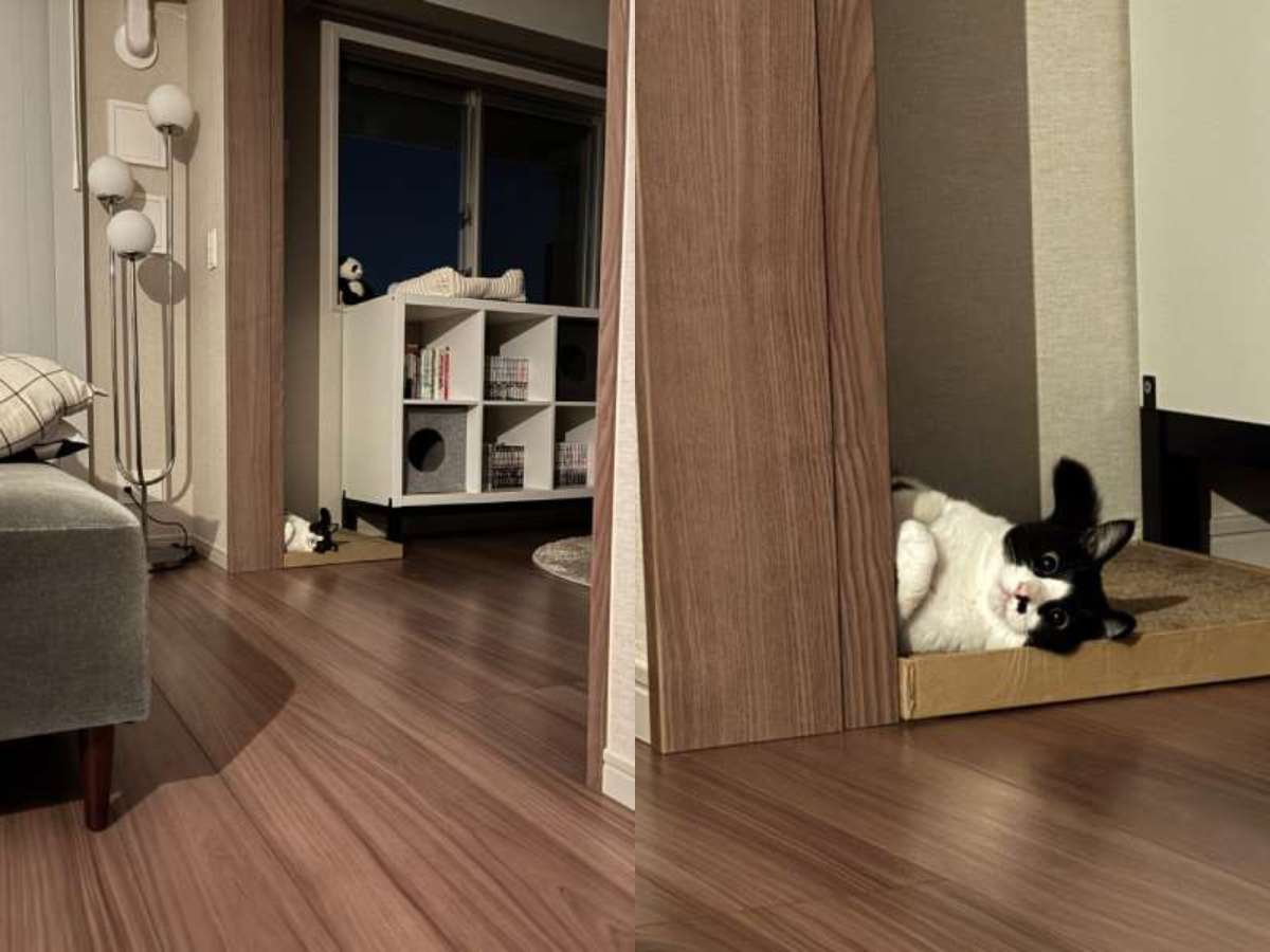 人間観察がブームの猫　クセが強すぎる姿に爆笑