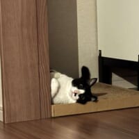 目をカッと見開く表情に注目