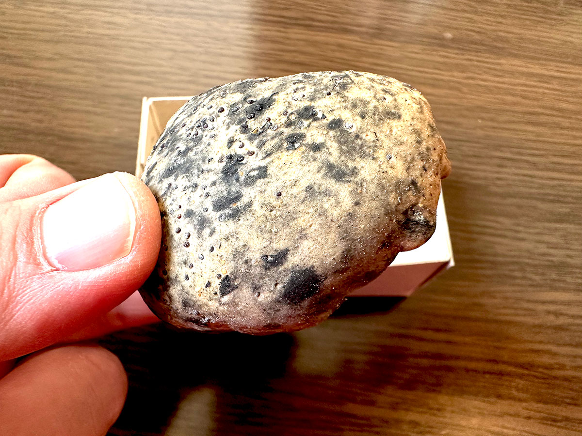 石が集まるマルシェで1個2310円の“石菓子”食べてみた　「石味」の正体は意外な食材