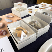 石そっくりに作られた「石菓子」