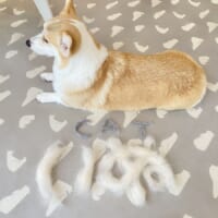 ワンちゃんが換毛期に突入！抜け毛を集めて作った文字アートがかわいい