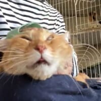頭皮マッサージが大好きな猫　気持ち良すぎてとろけてしまう