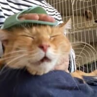 今にも「効く～！」という声が聞こえてきそう
