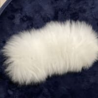 床に落ちているこれは……綿？空想上の生き物のような、モサモサ赤ちゃんポメ