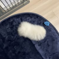 真上から収めた姿