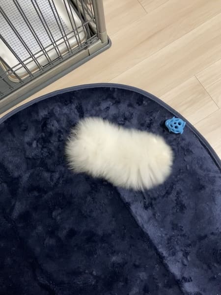 真上から収めた姿