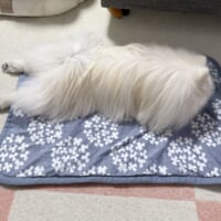 現在はモップ