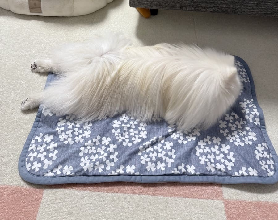 現在はモップ