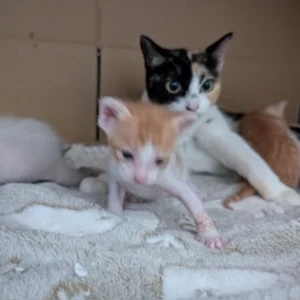 お母さんの力を受け継いだ？完璧なシンクロで見せる猫ちゃん親子の絆