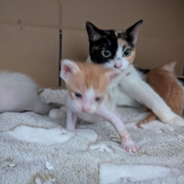 お母さんの力を受け継いだ？完璧なシンクロで見せる猫ちゃん親子の絆