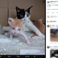 見事なシンクロ