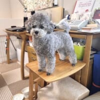 お、降りられなくなっちゃった！トイプー、自らテーブルにのぼって孤立