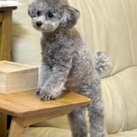 普段は前足だけ