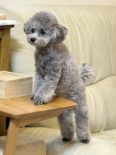 普段は前足だけ