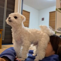 よっこらせ……テレビ大好きマルチーズ、飼い主の顔にお尻密着くつろぎタイム