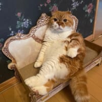 まるで貴族？気品あふれる座り姿を披露する猫ちゃん