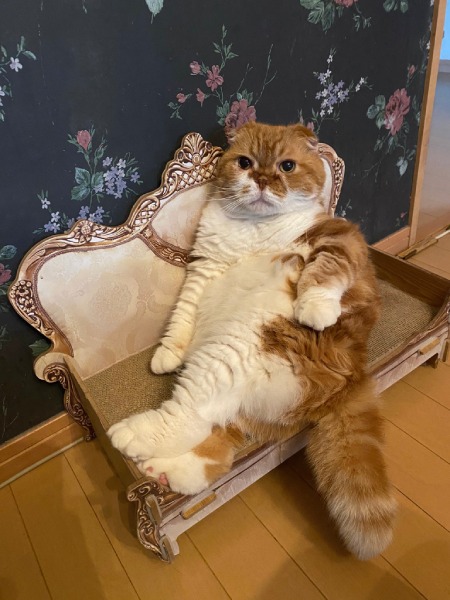 まるで貴族？気品あふれる座り姿を披露する猫ちゃん