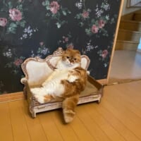まるで貴族のような気品あふれる姿