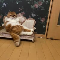 普段からぽんたくんのお気に入りスペース