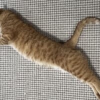 PUNYA誕生？茶トラ猫カイちゃんのPUMA風ポーズが話題