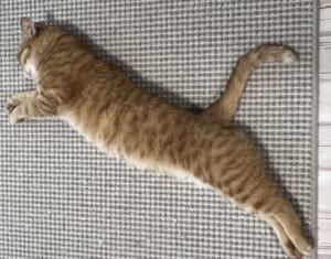 PUNYA誕生？茶トラ猫カイちゃんのPUMA風ポーズが話題