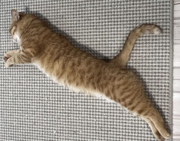 PUNYA誕生？茶トラ猫カイちゃんのPUMA風ポーズが話題