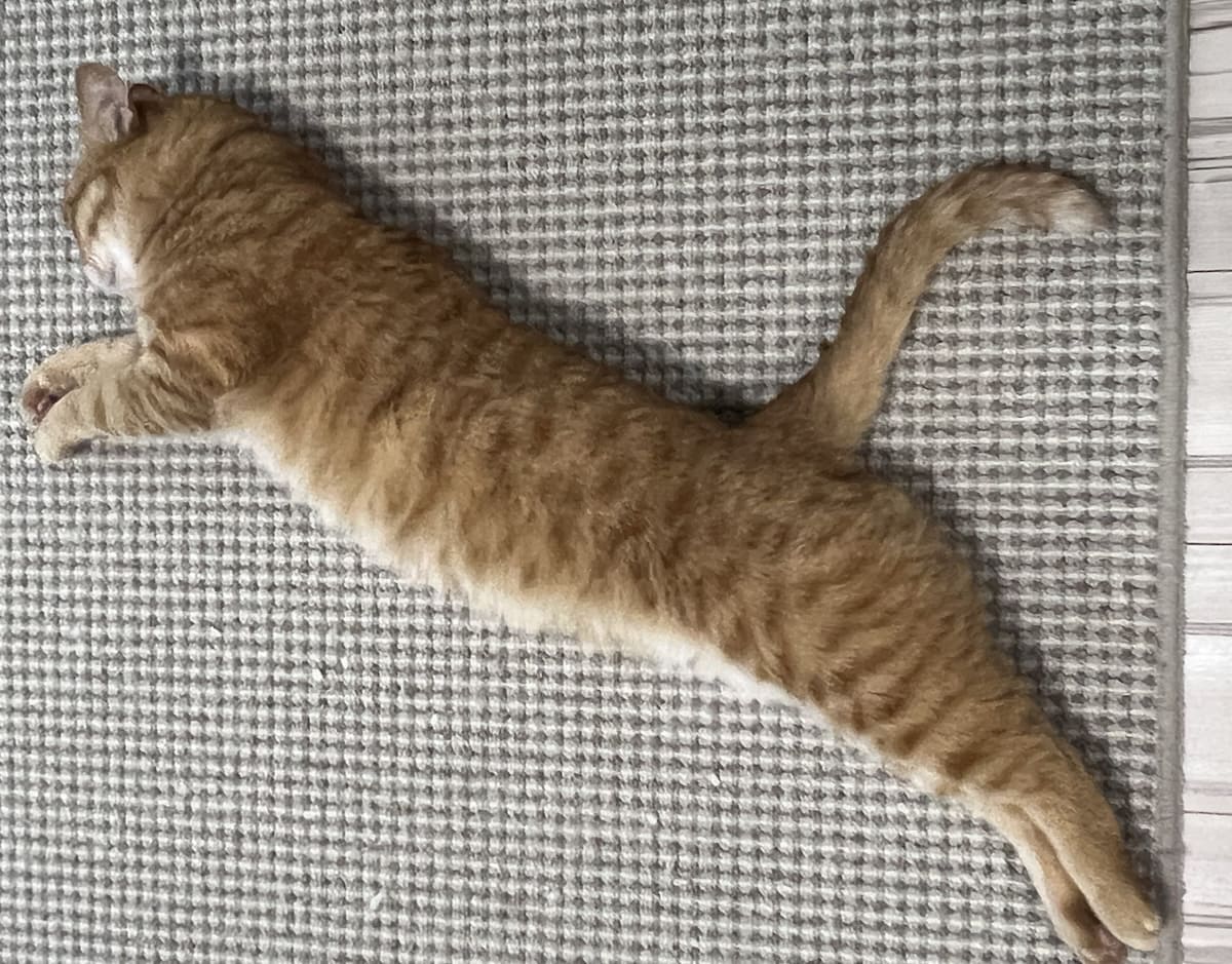 PUNYA誕生？茶トラ猫カイちゃんのPUMA風ポーズが話題