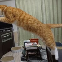 クウちゃんのPUMAポーズ
