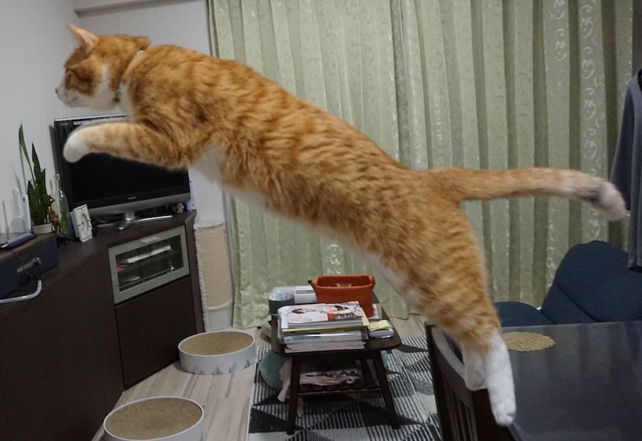 クウちゃんのPUMAポーズ