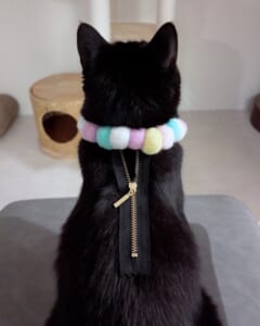 猫ちゃんの背中にファスナーが？　トリック写真にびっくり