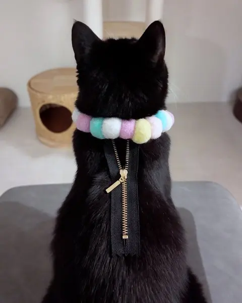 猫ちゃんの背中にファスナーが？　トリック写真にびっくり