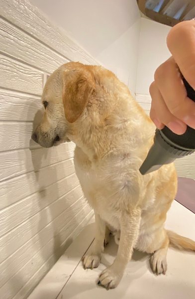 言葉が通じなくても分かる？気持ちが態度にあらわれすぎているワンコ