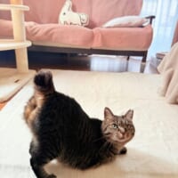 「尻を叩け」　愛嬌たっぷりにおしりを突き出す猫ちゃんがかわいすぎる