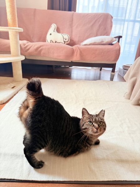 「尻を叩け」　愛嬌たっぷりにおしりを突き出す猫ちゃんがかわいすぎる
