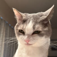 ごはんを見る目がスナイパーすぎる猫　飼い主さんに撮影秘話を聞いてみた