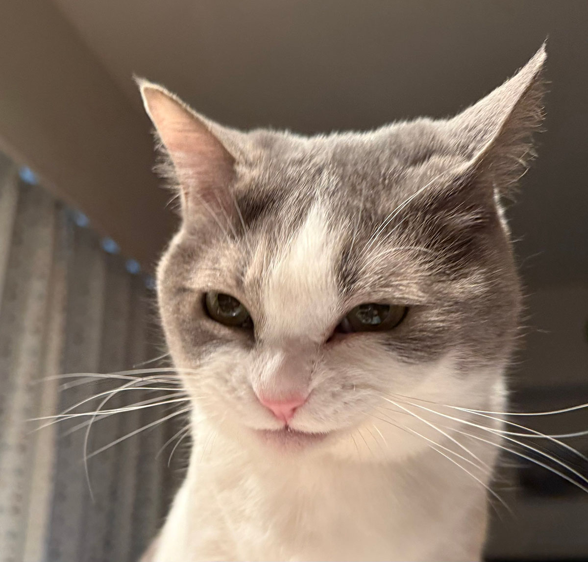 ごはんを見る目がスナイパーすぎる猫　飼い主さんに撮影秘話を聞いてみた