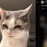 スナイパーのような目つきでごはん皿を見つめる、猫のいずもちゃん
